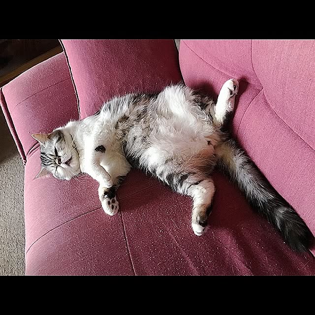 a_ko_a_koさんの実例写真