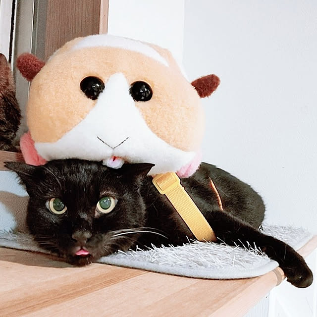 kirakirahikaruさんの実例写真