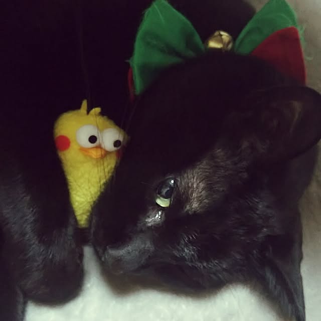 mayu.ariさんの実例写真