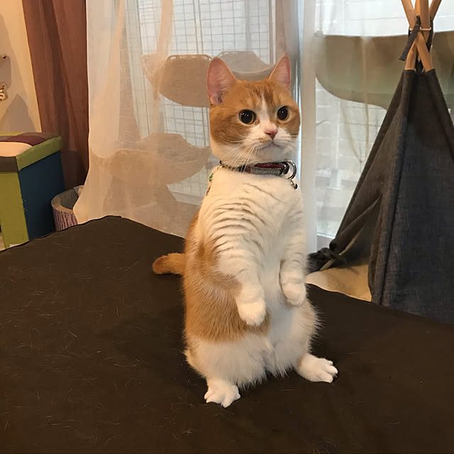 KotarouKunさんの実例写真