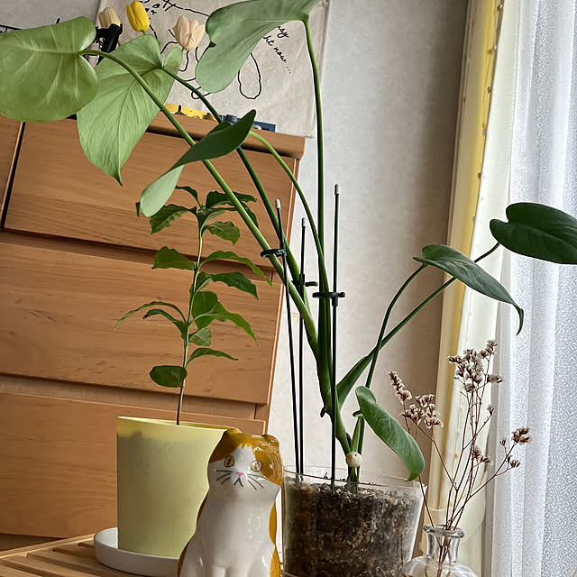 kiiroikumaさんの実例写真