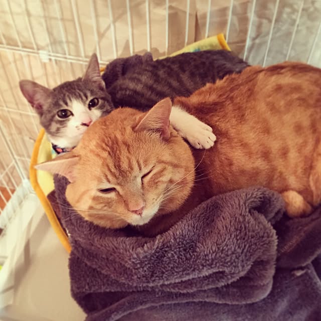 chiimalさんの実例写真