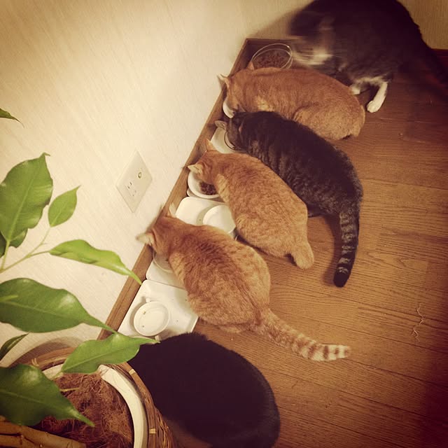 mi_moさんの実例写真