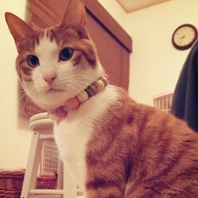 tamacharouさんの実例写真
