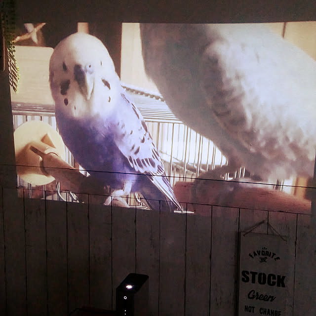 opiopiopiさんの実例写真