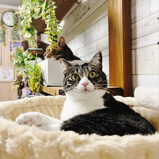 sumoanzuさんの実例写真