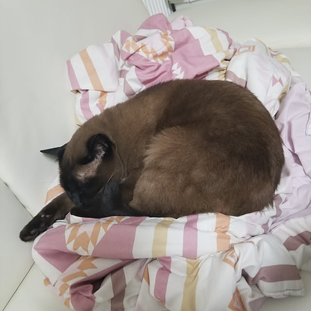 rielさんの実例写真