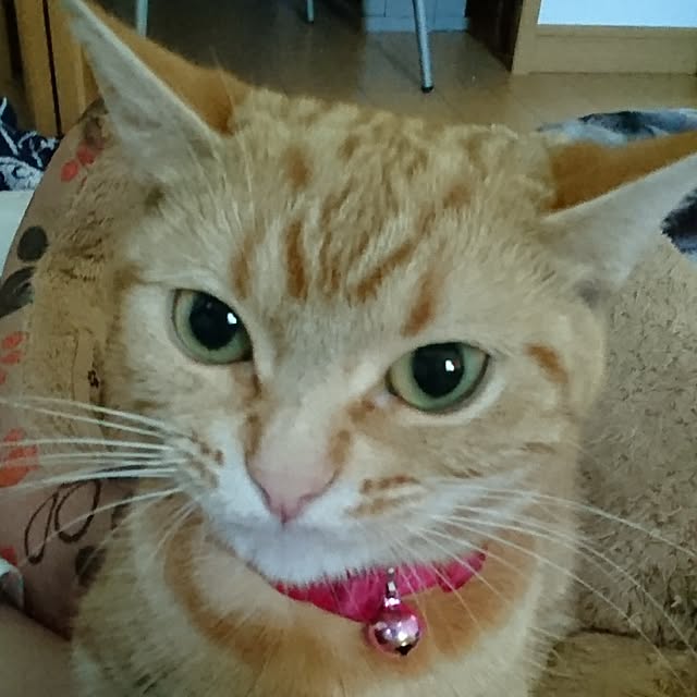 shinobuさんの実例写真