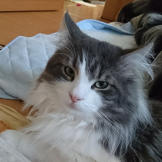 shinobuさんの実例写真