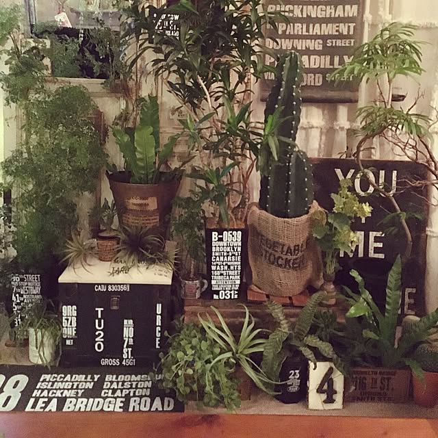 観葉植物 ポリシャスのおすすめ商品とおしゃれな実例