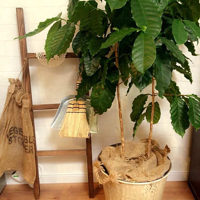 リビング/観葉植物/DIY/セリア/アンティーク...などのインテリア実例 - 2016-08-29 10:34:33