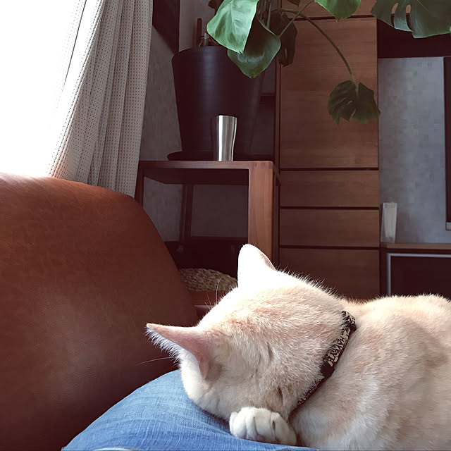 hiyupan88さんの実例写真
