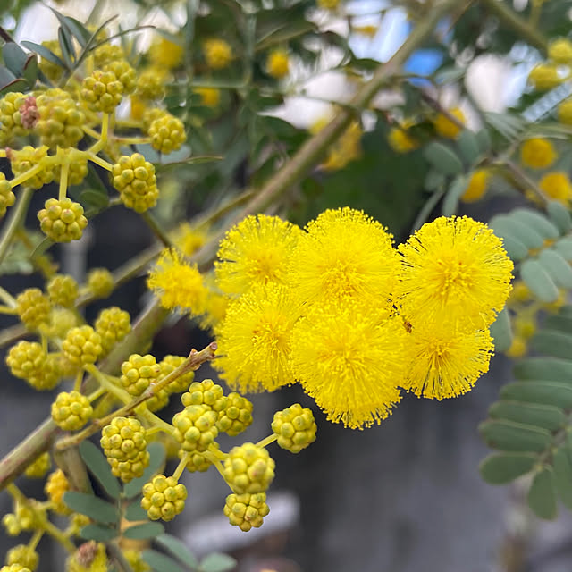 mamaさんの実例写真