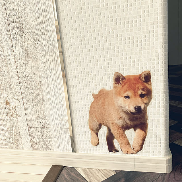 Raccoonさんの実例写真