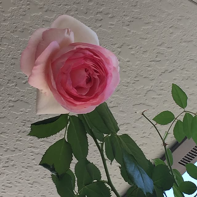 angelrose.yuuさんの実例写真