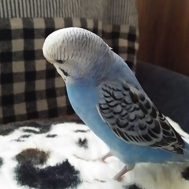 karinさんの実例写真