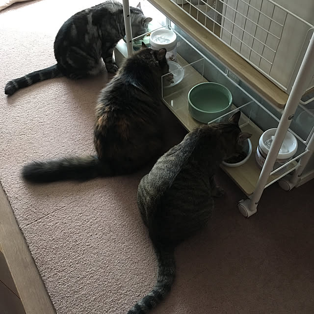 mikomaruさんの実例写真