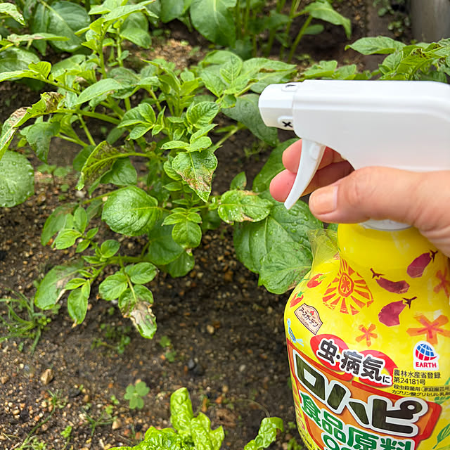 applepieさんの実例写真