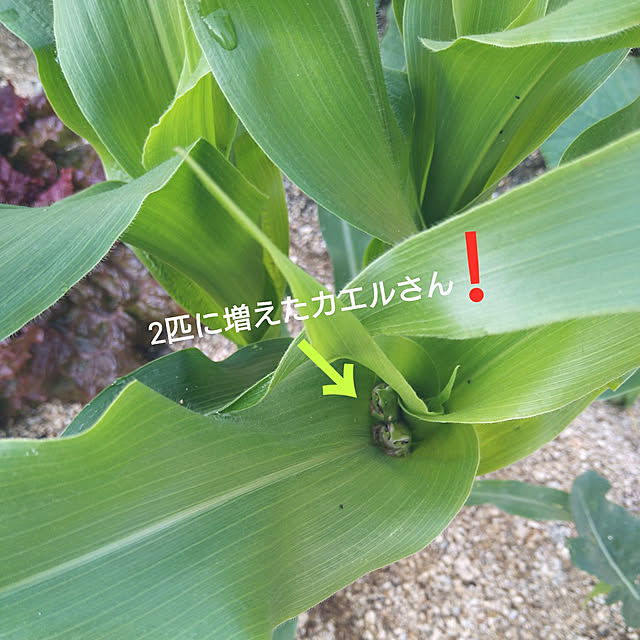 snowさんの実例写真