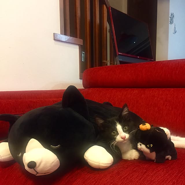 butachanさんの実例写真