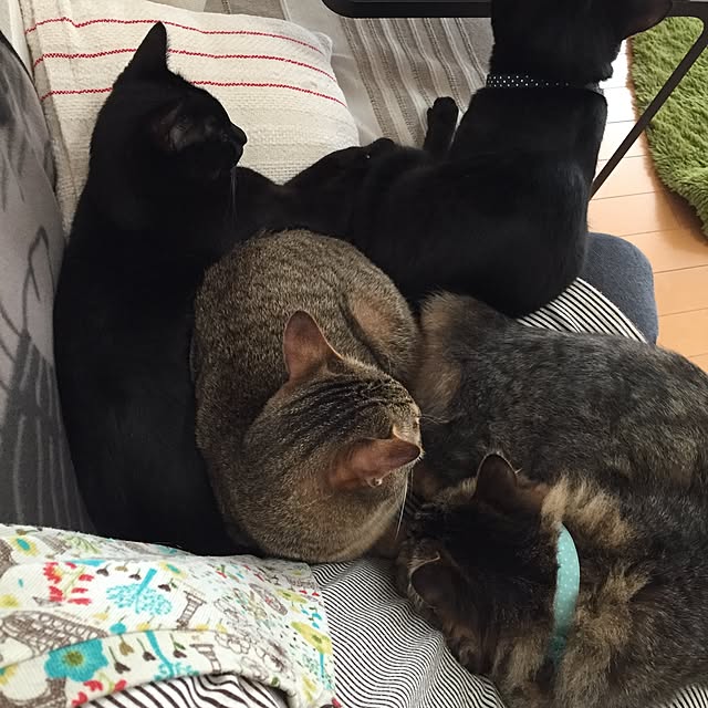 yuki0511さんの実例写真
