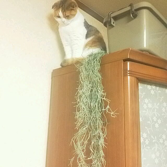 mikiさんの実例写真