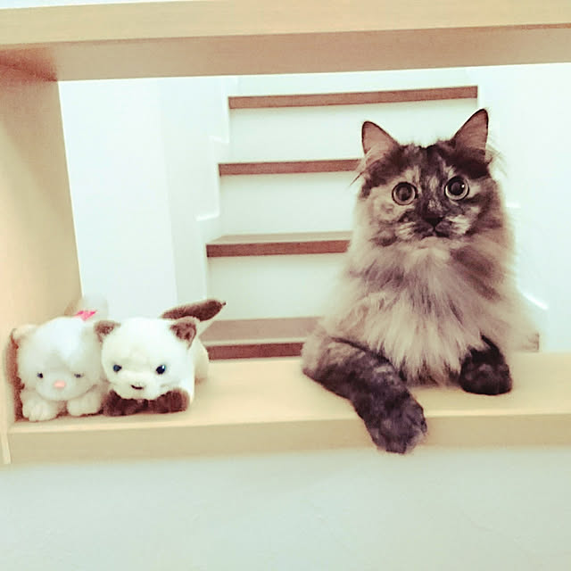 monamocoaraさんの実例写真