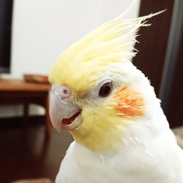 MIUOOさんの実例写真