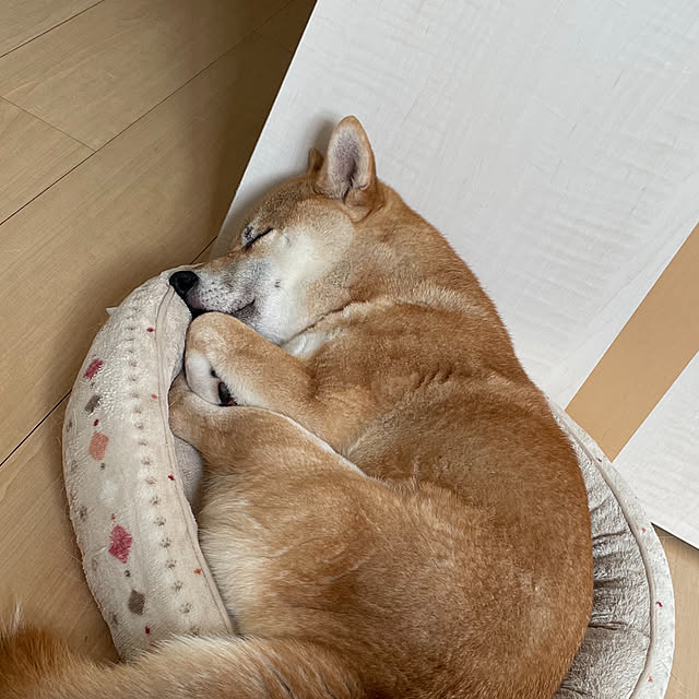Yuuさんの実例写真