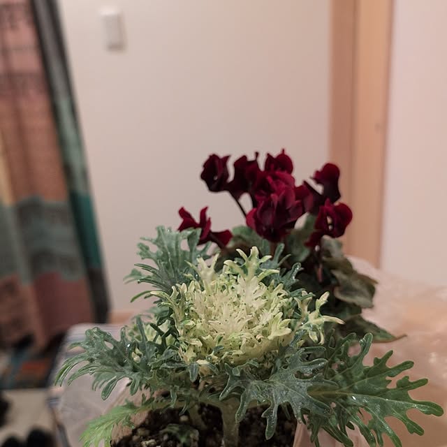 KOHAKUさんの実例写真