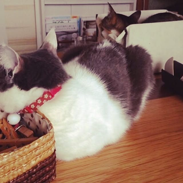 Chiiさんの実例写真