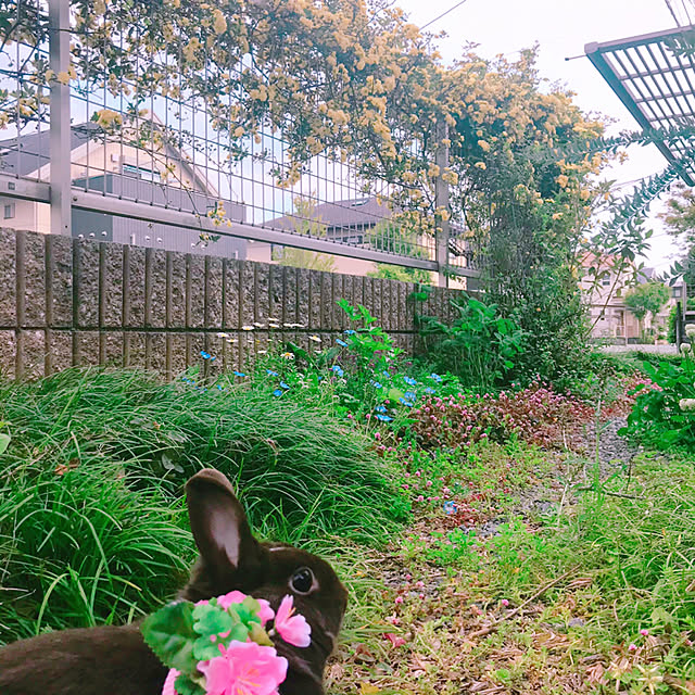 portulacaさんの実例写真