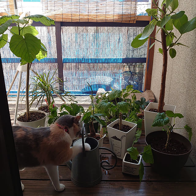 fukuさんの実例写真