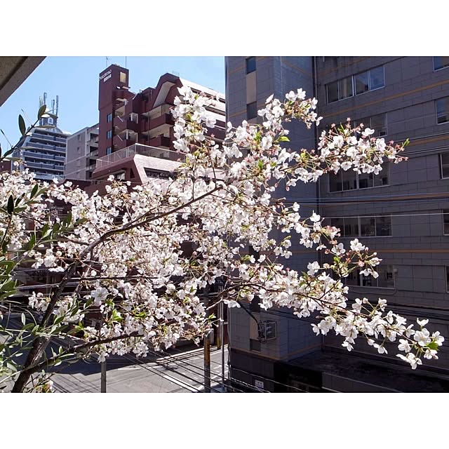 Shunsukeさんの実例写真
