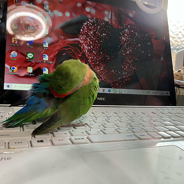 t.and.sakuraさんの実例写真