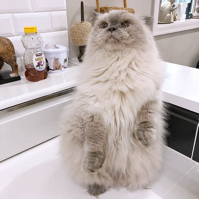 yuchiさんの実例写真
