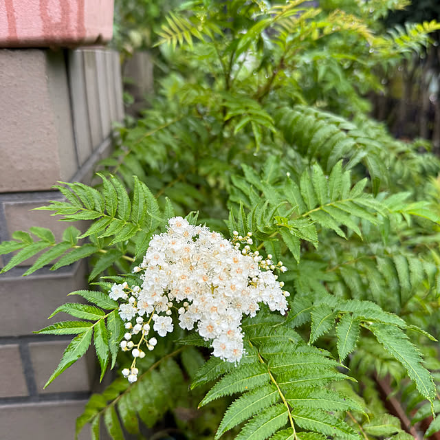 mamizaさんの部屋