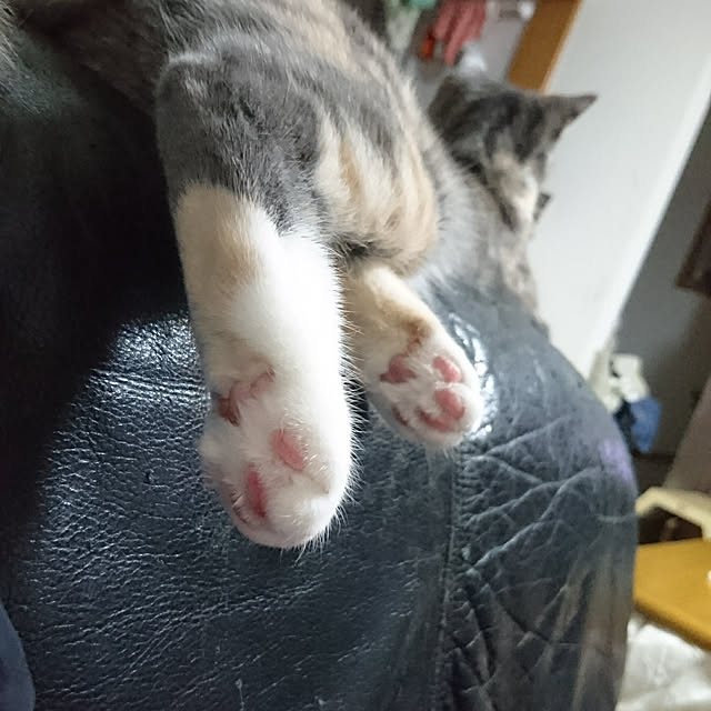 shinobuさんの実例写真