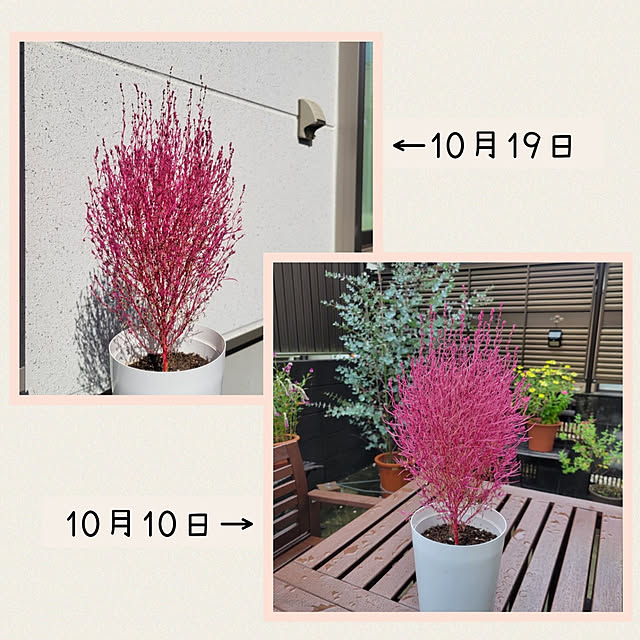 suzuさんの実例写真