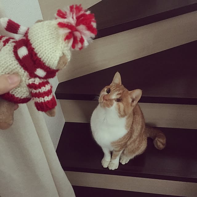 shimanekoさんの実例写真