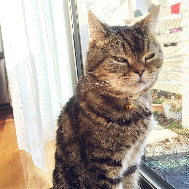 annさんの実例写真