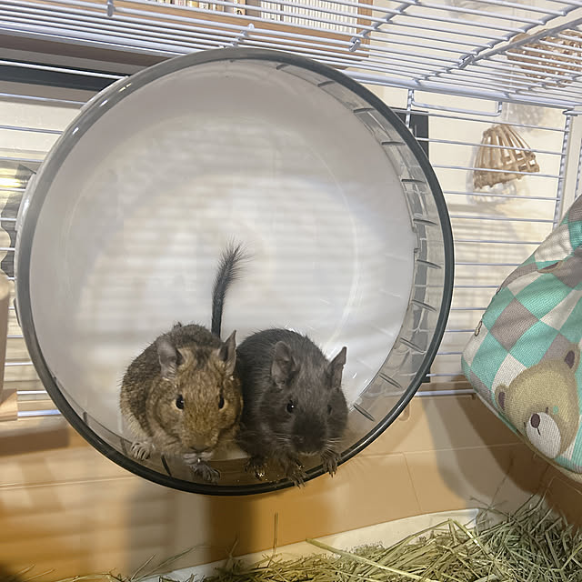 kitoneさんの部屋