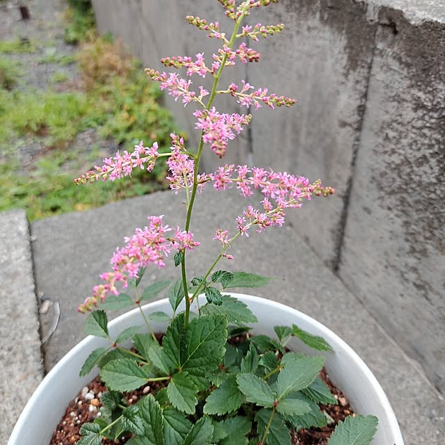 kiraさんの部屋