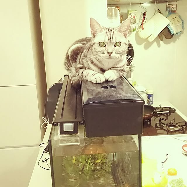 otomalala-0315さんの実例写真