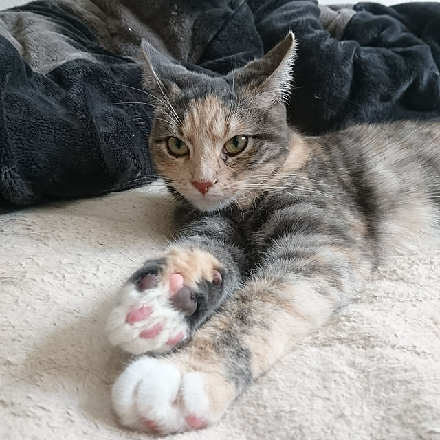 shinobuさんの実例写真