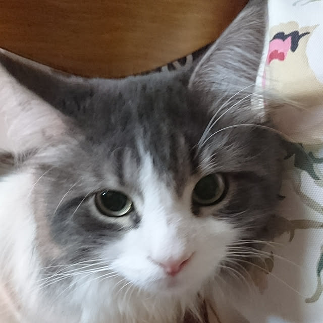 shinobuさんの実例写真