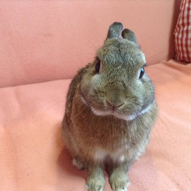 yuzu0223さんの実例写真