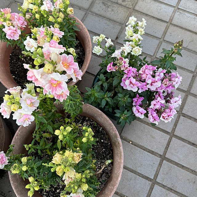 mamizaさんの部屋