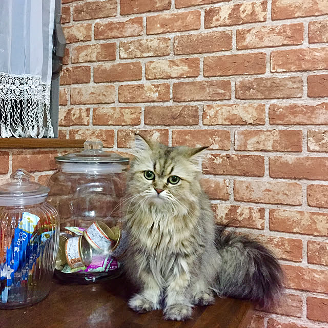 butachanさんの実例写真