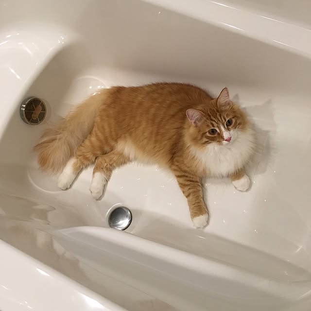 バス/トイレのインテリア実例 - 2017-04-02 12:26:53